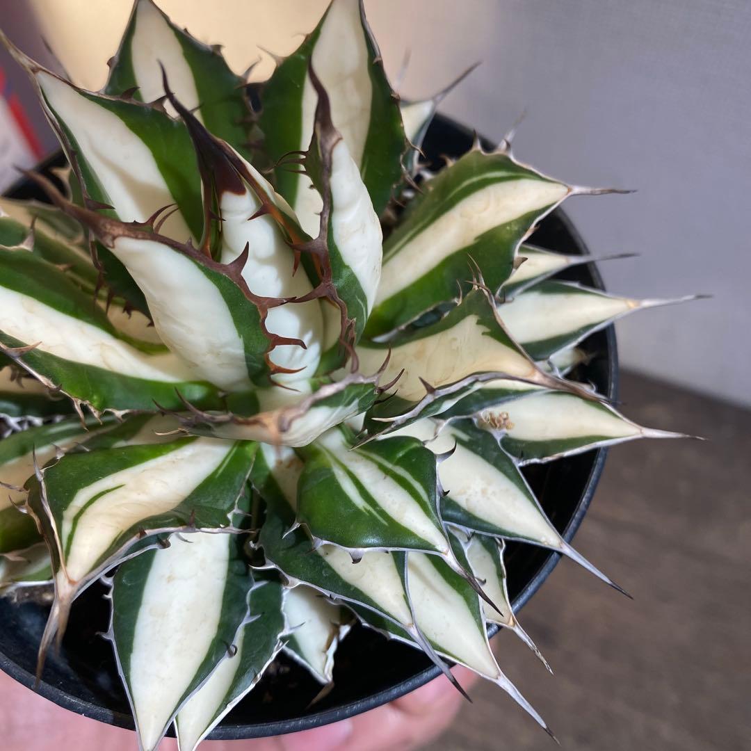 アガベ　ホリダ　白中斑　在庫ラスト1
