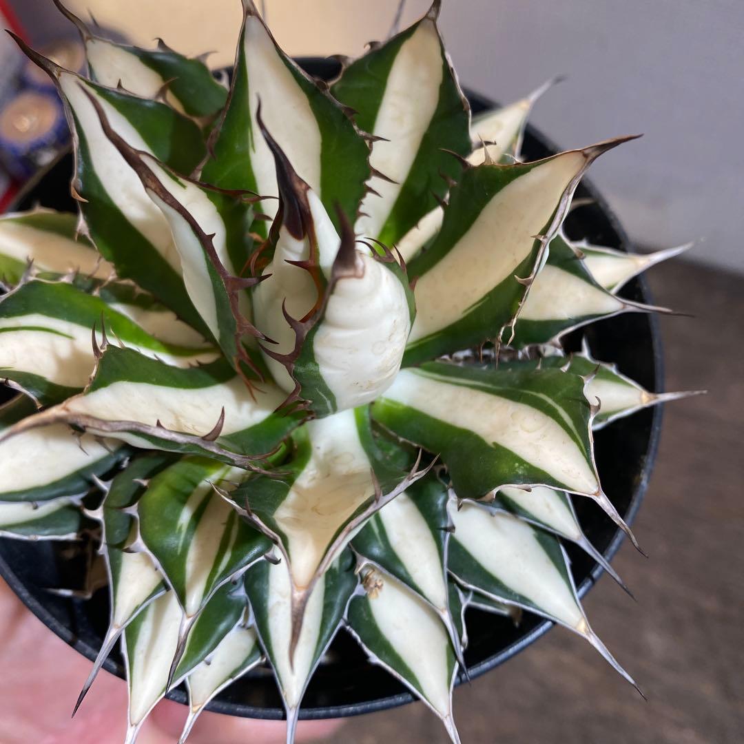 アガベ　ホリダ　白中斑　在庫ラスト1