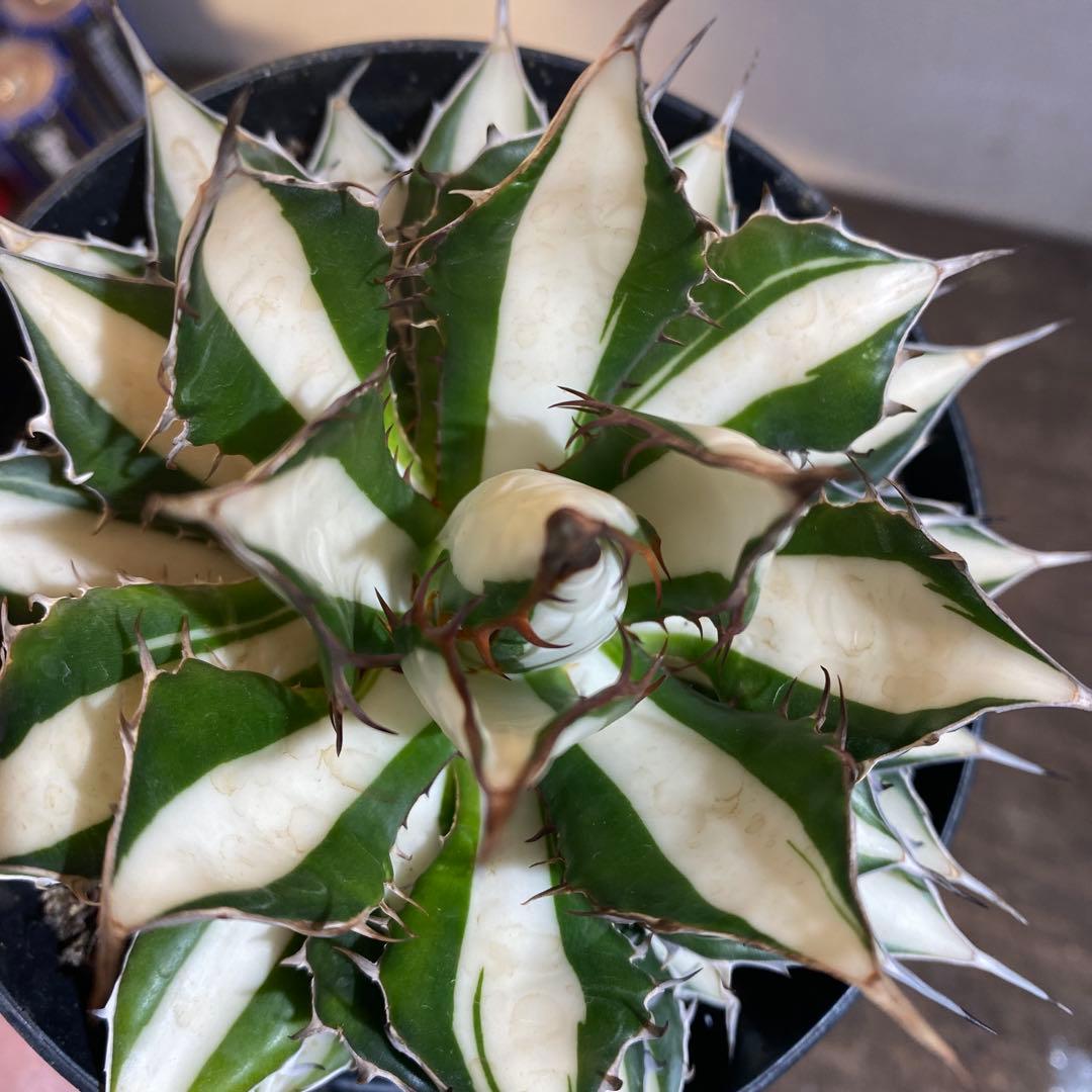 アガベ　ホリダ　白中斑　在庫ラスト1