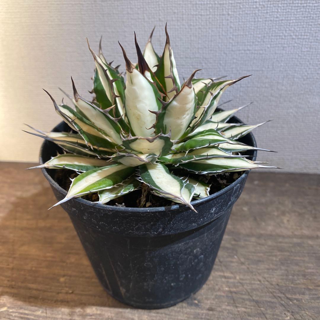 アガベ　ホリダ　白中斑　在庫ラスト1
