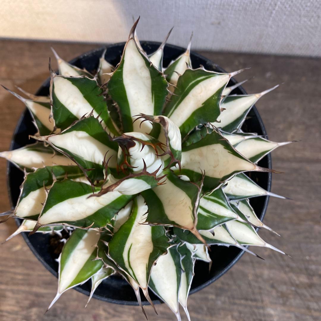 アガベ　ホリダ　白中斑　在庫ラスト1