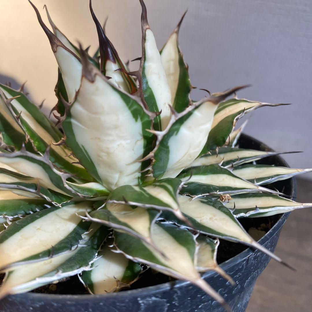 アガベ　ホリダ　白中斑　在庫ラスト1
