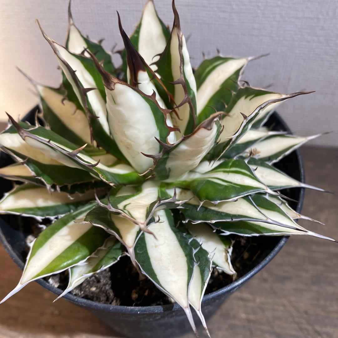 アガベ　ホリダ　白中斑　在庫ラスト1