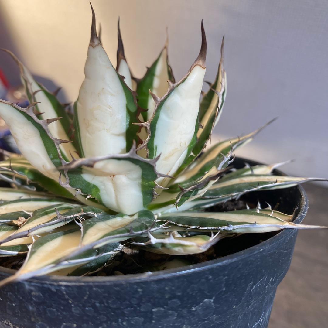 アガベ　ホリダ　白中斑　在庫ラスト1