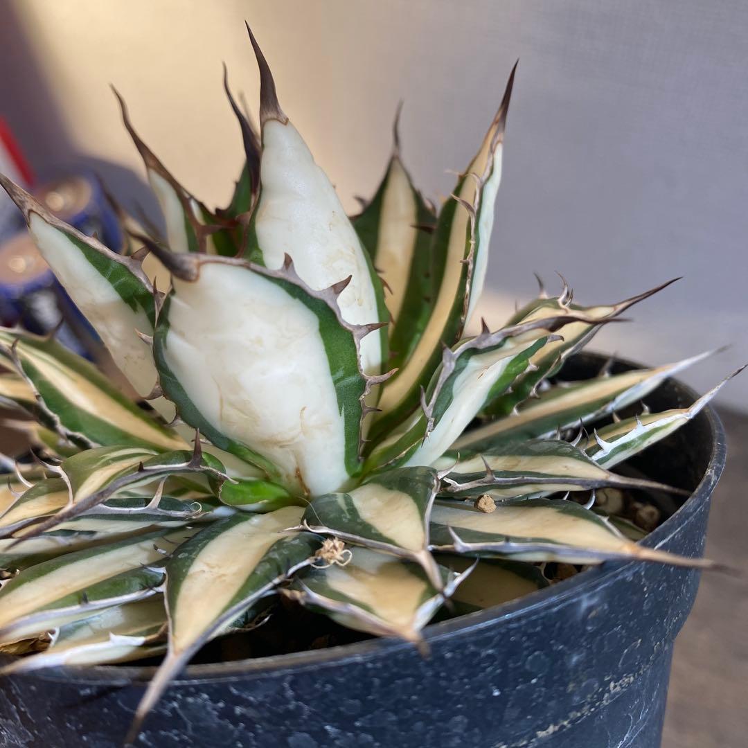 アガベ　ホリダ　白中斑　在庫ラスト1