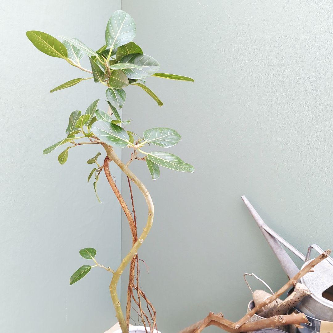 インテリアグリーン 曲がりベンガレンシス 根上がり 陶器 白 ７号