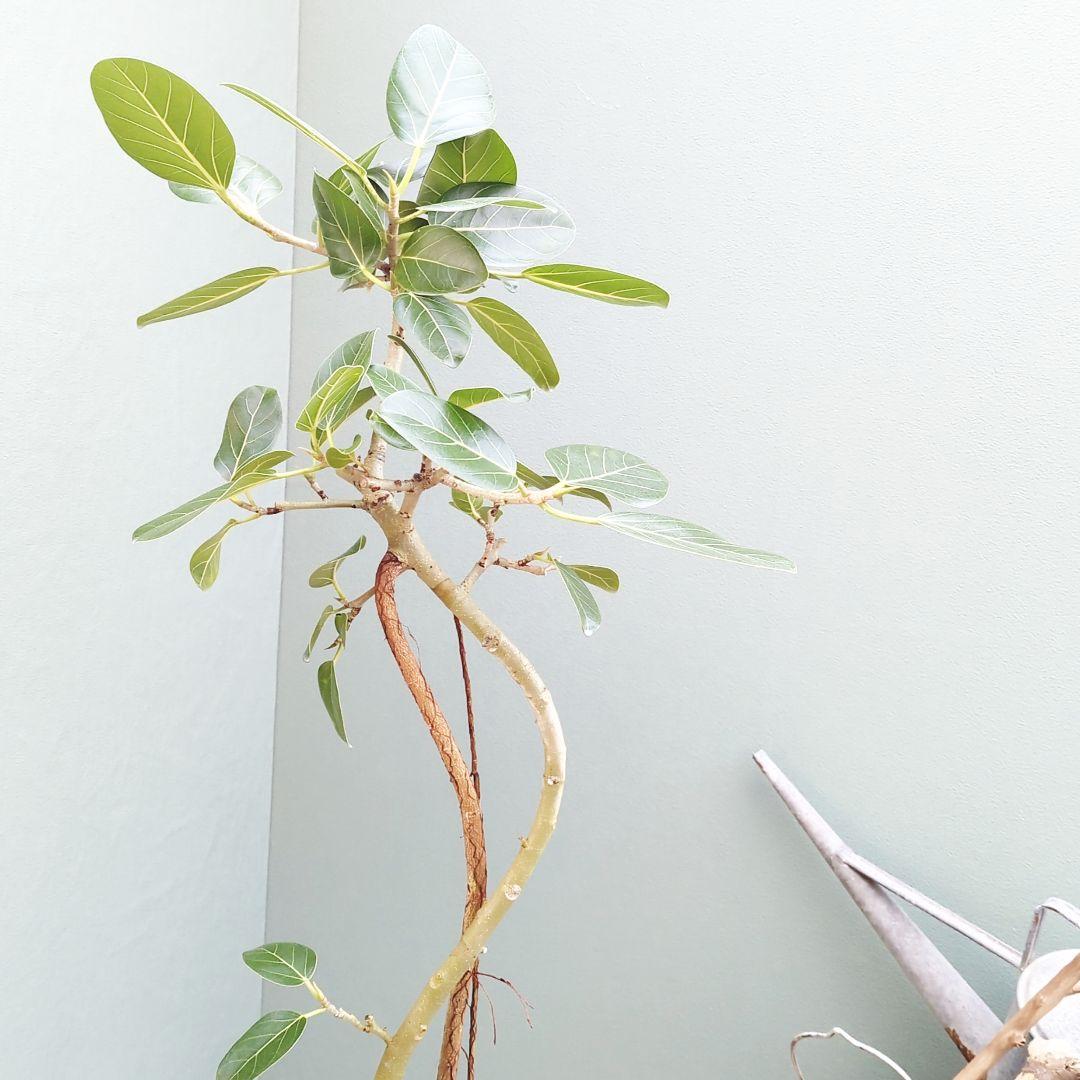 インテリアグリーン 曲がりベンガレンシス 根上がり 陶器 白 ７号