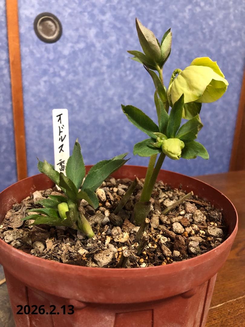 クリスマスローズ 原種 オドルス 緑 シングル 香り - メルカリ