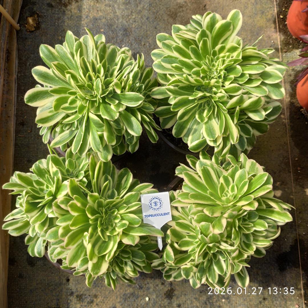 Top【選抜株】多肉植物　21923クラウド　フェアリー 20個　鉢無し/脱土