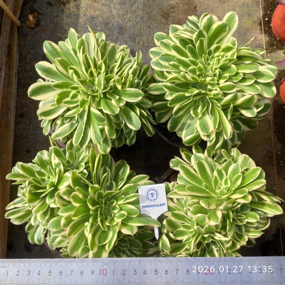 Top【選抜株】多肉植物　21923クラウド　フェアリー 20個　鉢無し/脱土