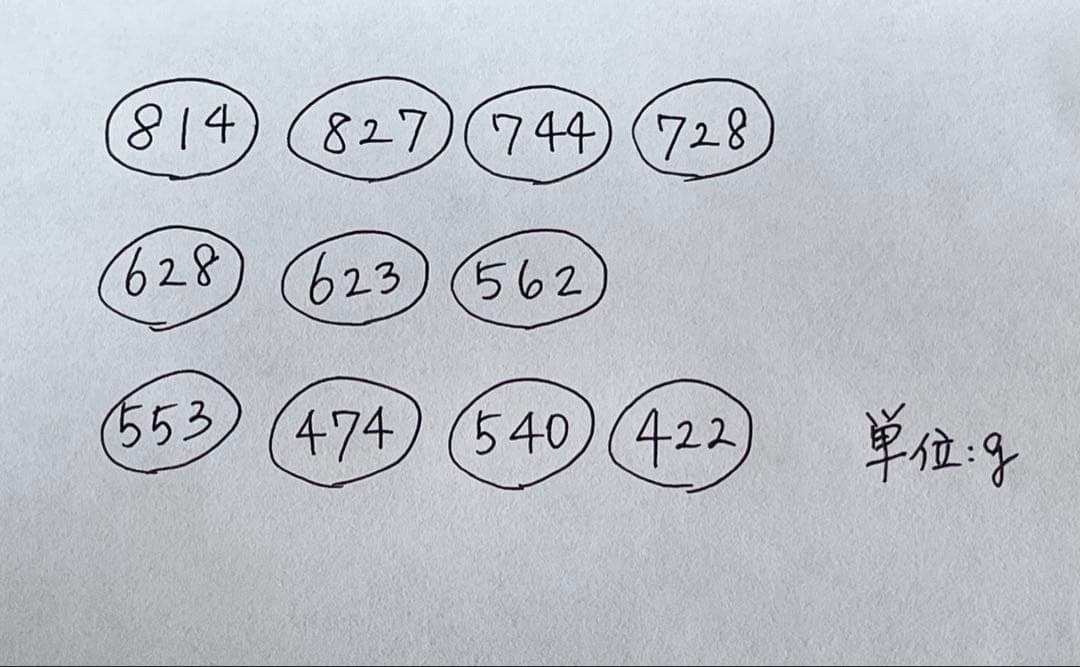 6-D夜光貝の殻　11個