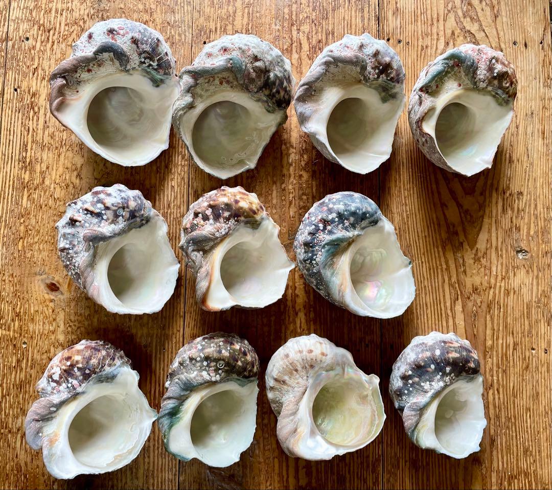 6-D夜光貝の殻　11個