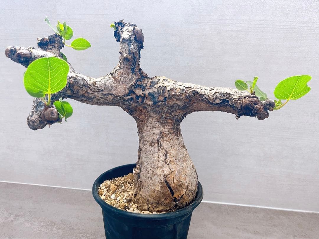 《TAKUYAページ》『コミフォラ グイドッティ 』現地球　発根済極美大株