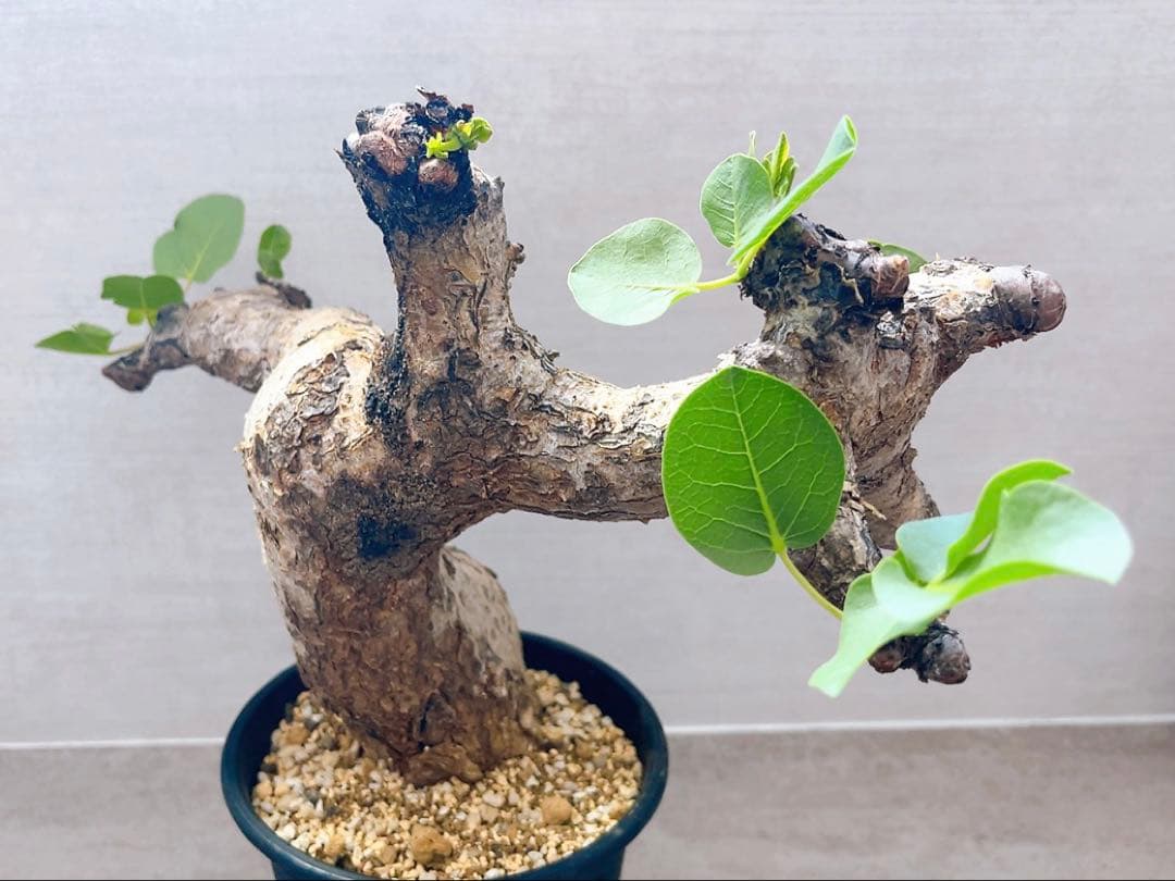 《TAKUYAページ》『コミフォラ グイドッティ 』現地球　発根済極美大株