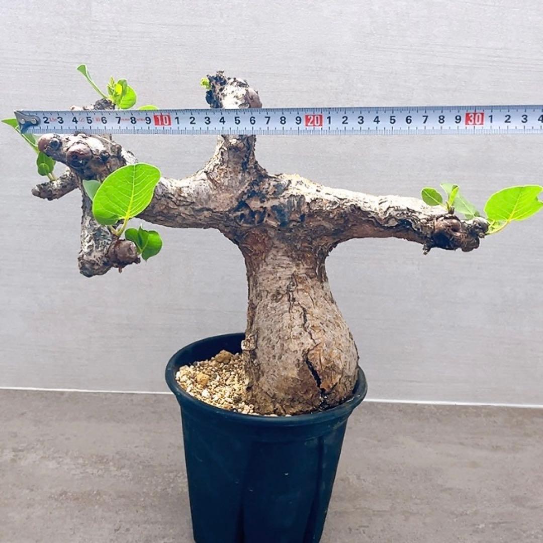 《TAKUYAページ》『コミフォラ グイドッティ 』現地球　発根済極美大株