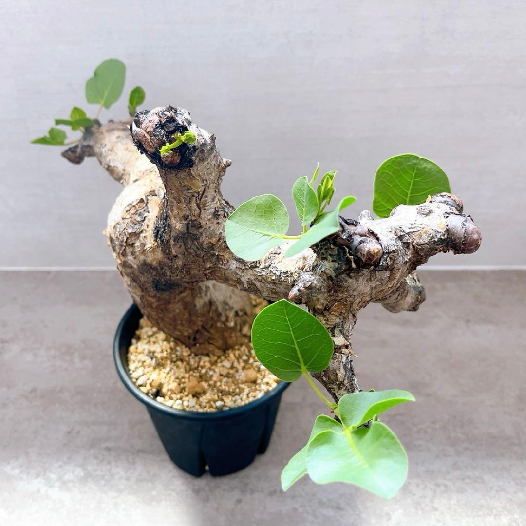 《TAKUYAページ》『コミフォラ グイドッティ 』現地球　発根済極美大株