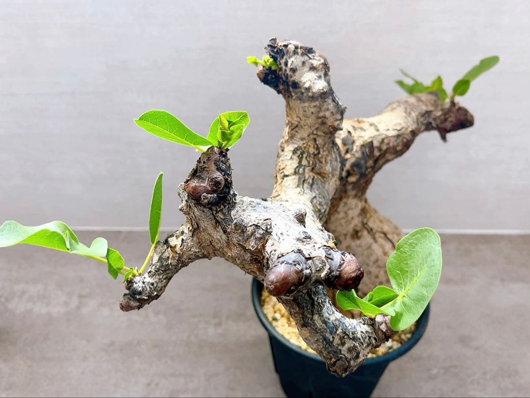 《TAKUYAページ》『コミフォラ グイドッティ 』現地球　発根済極美大株