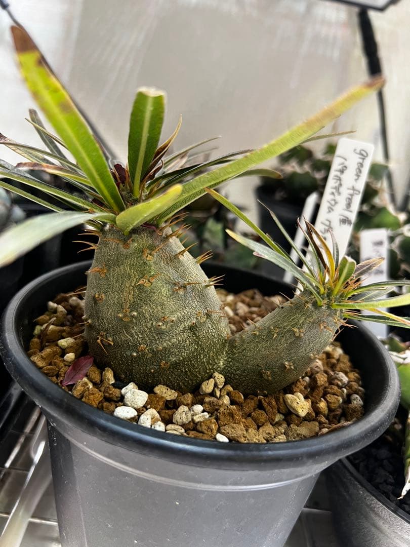 よ*ん様 パキポディウム グラキリス 実生2頭