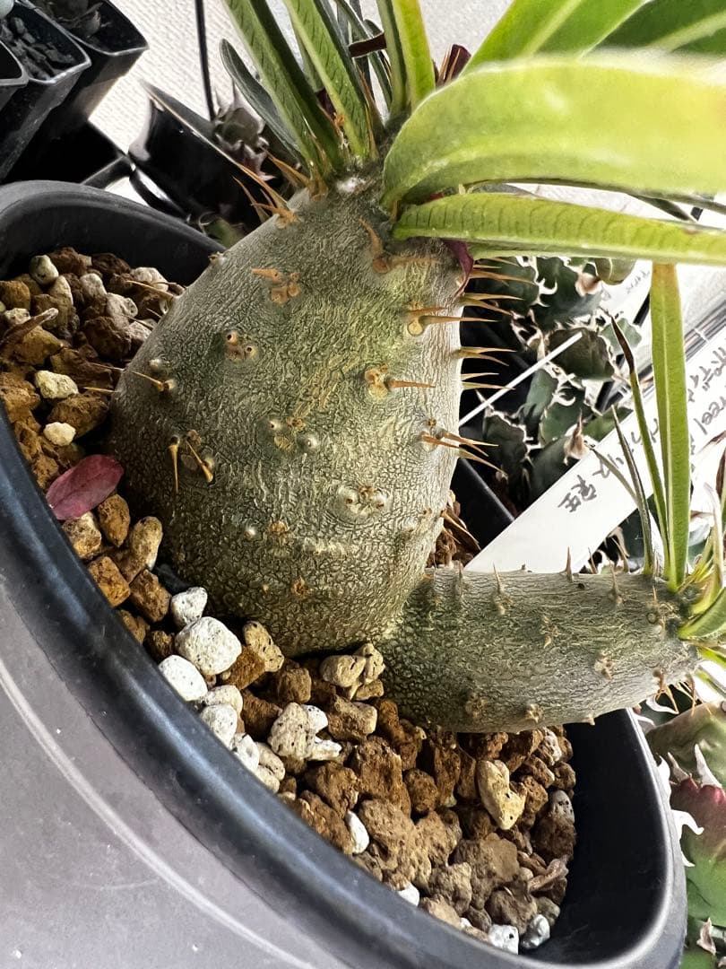 よ*ん様 パキポディウム グラキリス 実生2頭