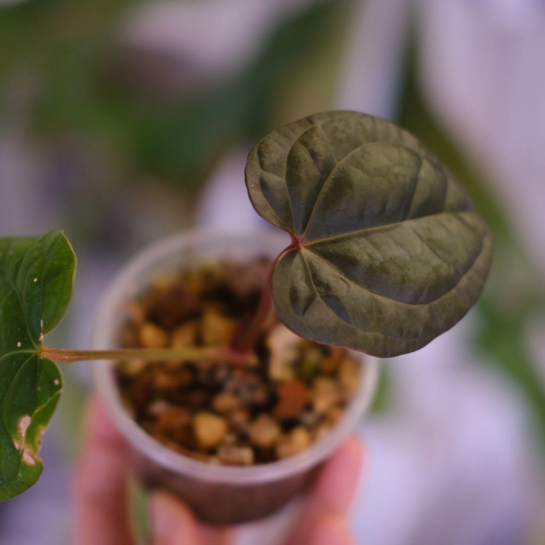 A. luxurians × A. magnificum Silver SKG