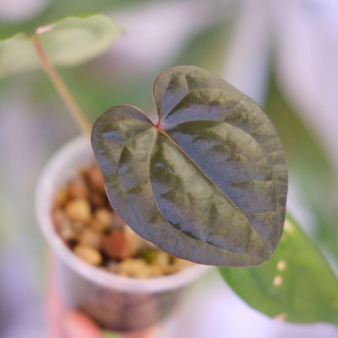 A. luxurians × A. magnificum Silver SKG