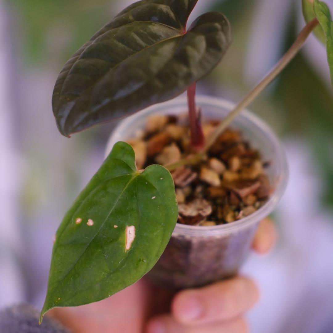 A. luxurians × A. magnificum Silver SKG