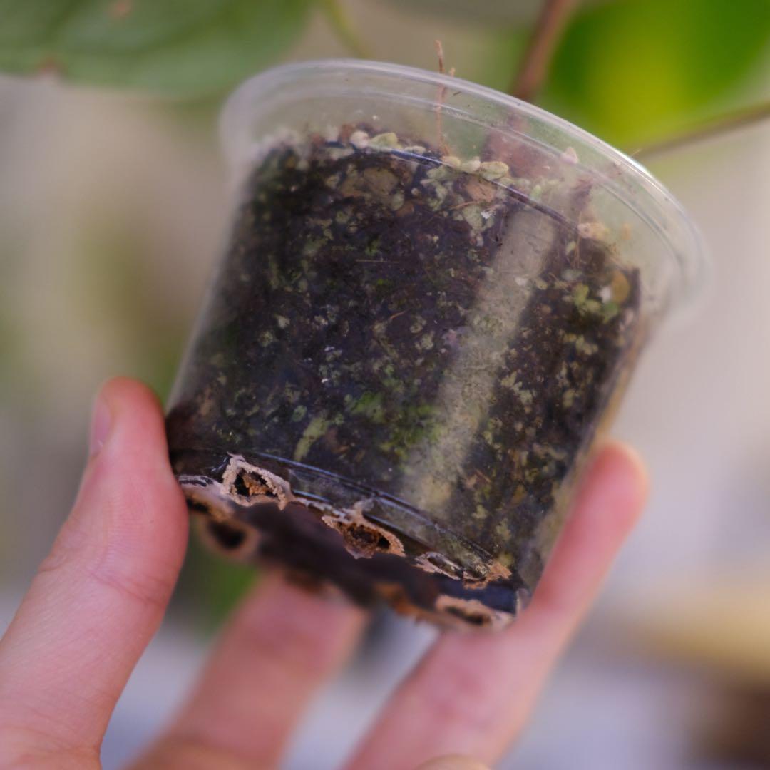 A. luxurians × A. magnificum Silver SKG