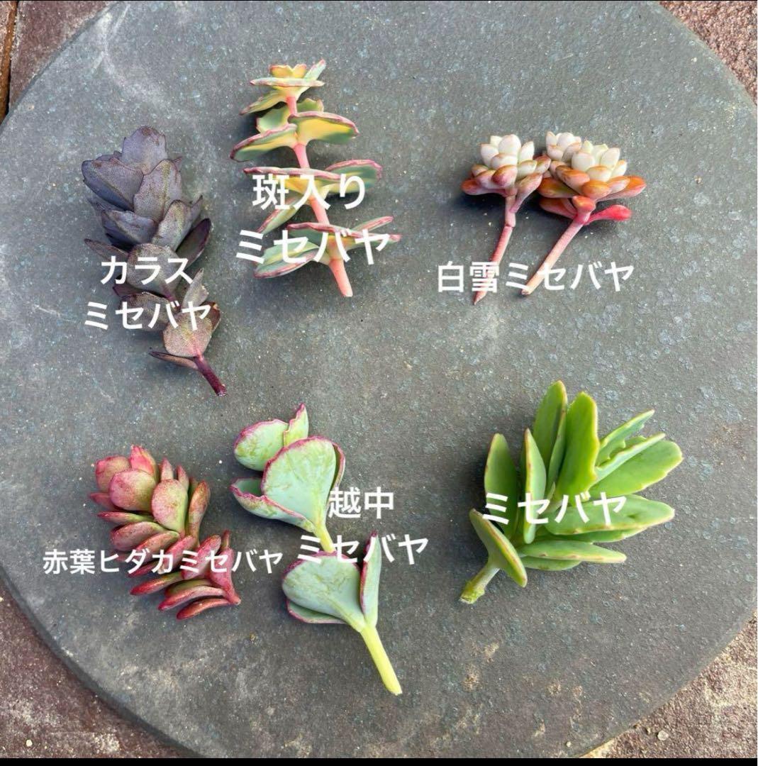 多肉植物 ミセバヤ6種セット - メルカリ