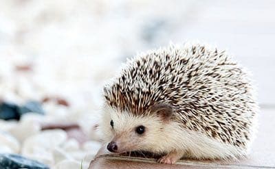 ✯ 逸品 Baccarat ハリネズミ ねずみ 子 ネズミ 干支 置物 ✯