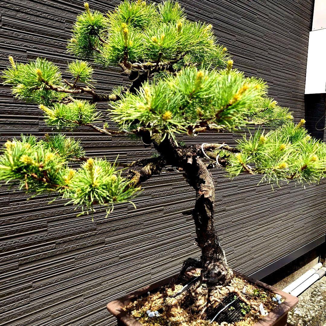 吾妻五葉松 短葉 樹齢約40年 実生