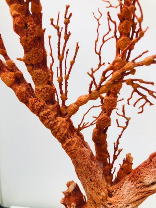 【セール❗️】天然アップル珊瑚　置物