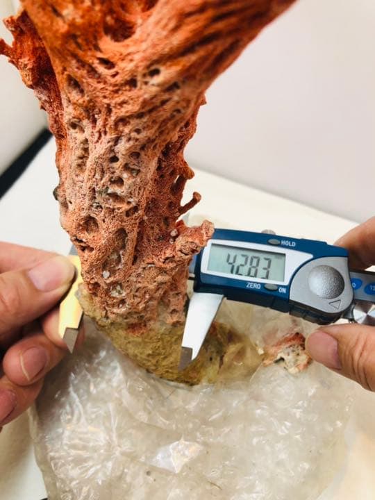 【セール❗️】天然アップル珊瑚　置物