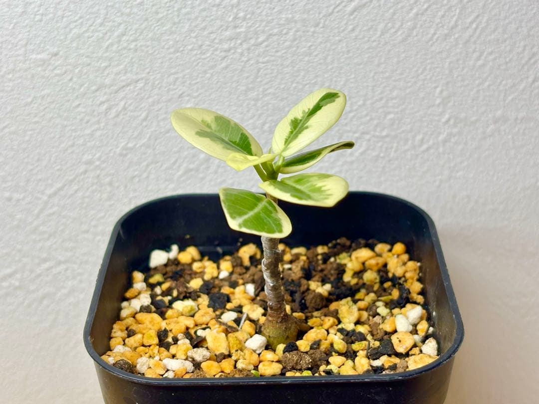 【実生株接木】斑入りパンダガジュマル(値下げ出品中)