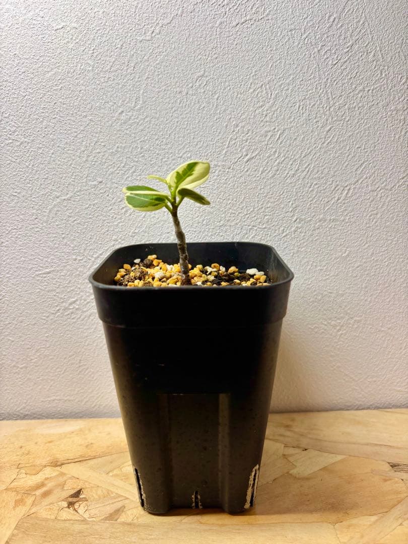 【実生株接木】斑入りパンダガジュマル(値下げ出品中)