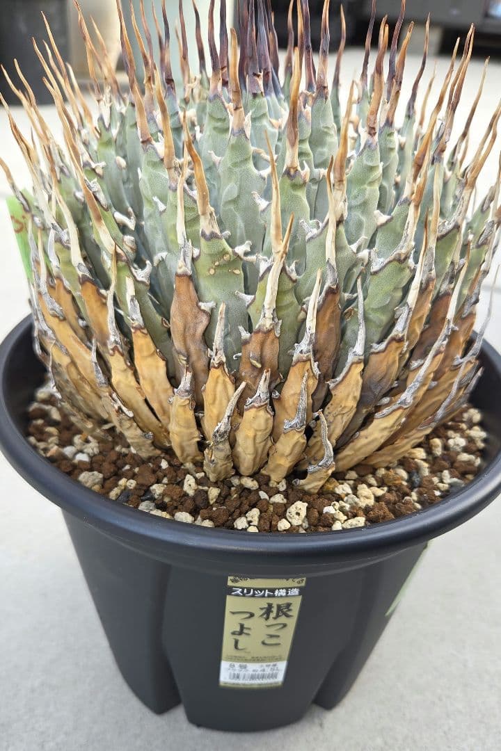 エボリスピナ　特大　陽炎