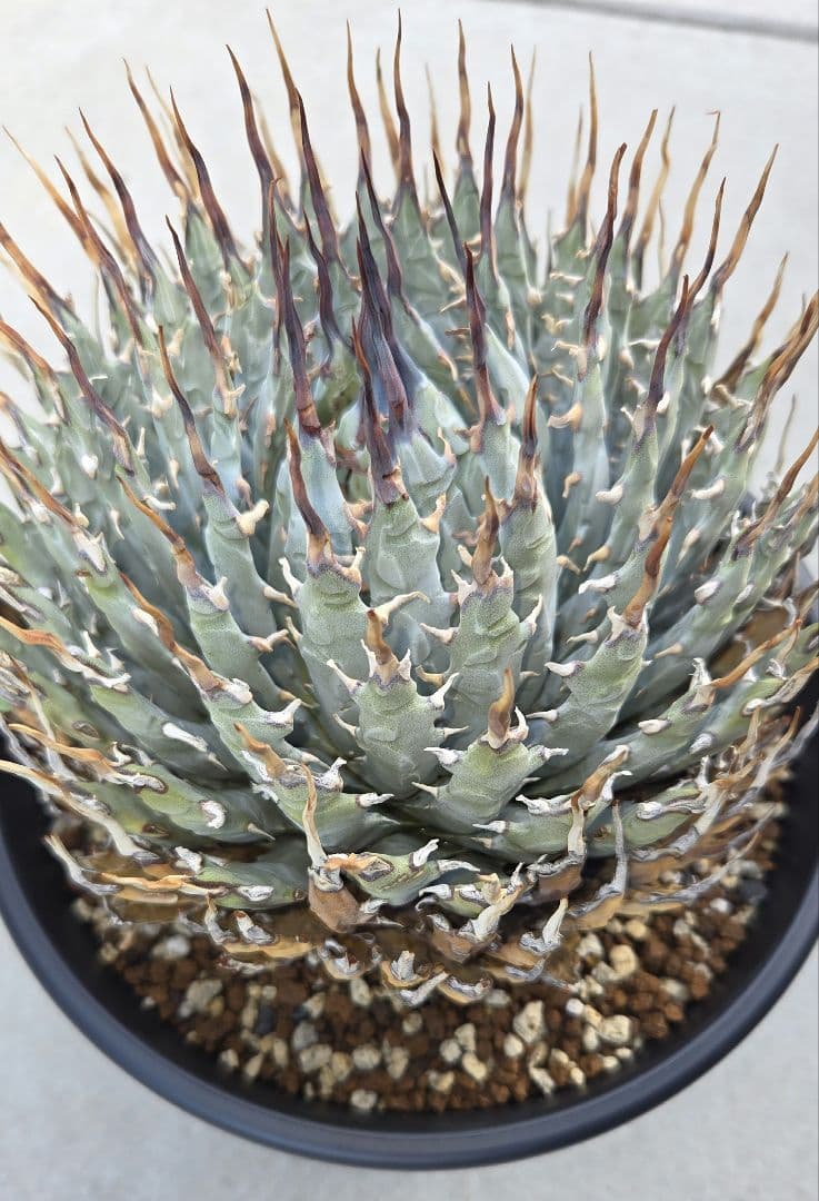 エボリスピナ　特大　陽炎