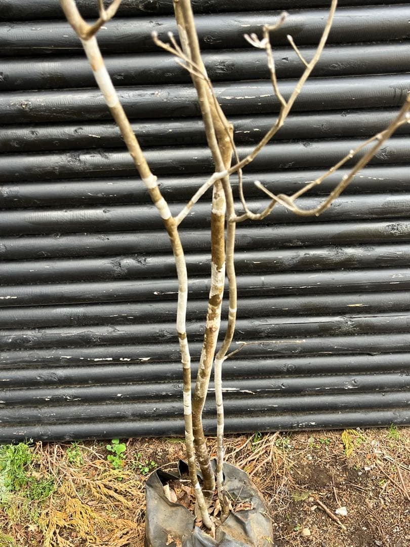 山採り天然　アオダモ　３本株立ち　2