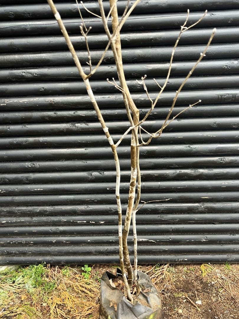 山採り天然　アオダモ　３本株立ち　2