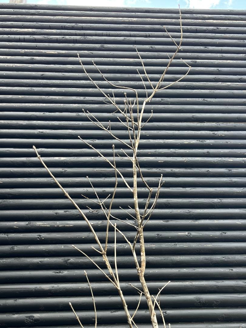 山採り天然　アオダモ　３本株立ち　2