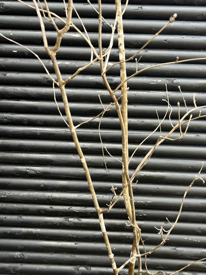 山採り天然　アオダモ　３本株立ち　2