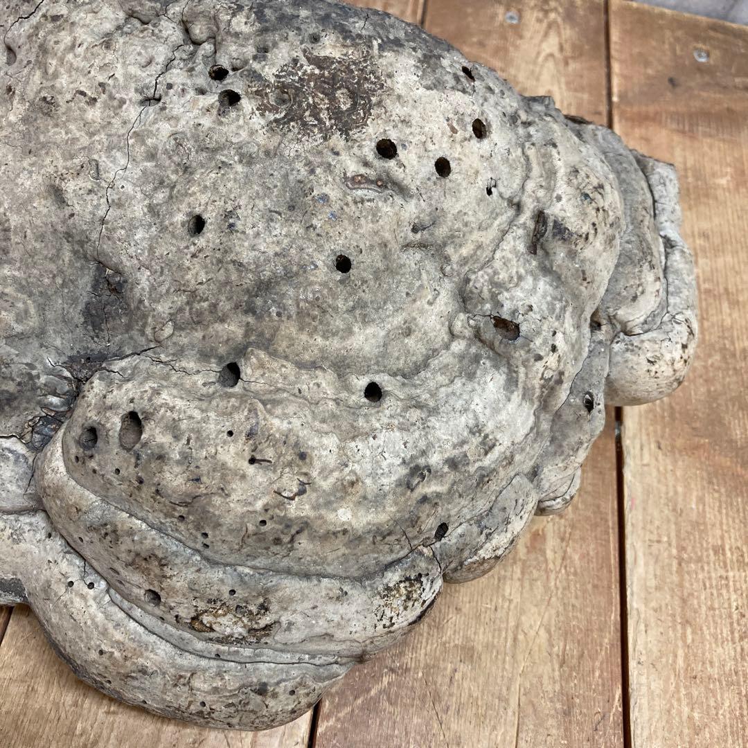 4階 【超特大・希少】天然 サルノコシカケ 霊芝 万年茸 置物 インテリア 骨董