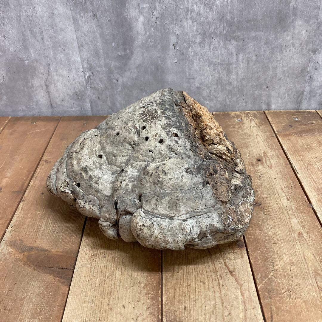 4階 【超特大・希少】天然 サルノコシカケ 霊芝 万年茸 置物 インテリア 骨董