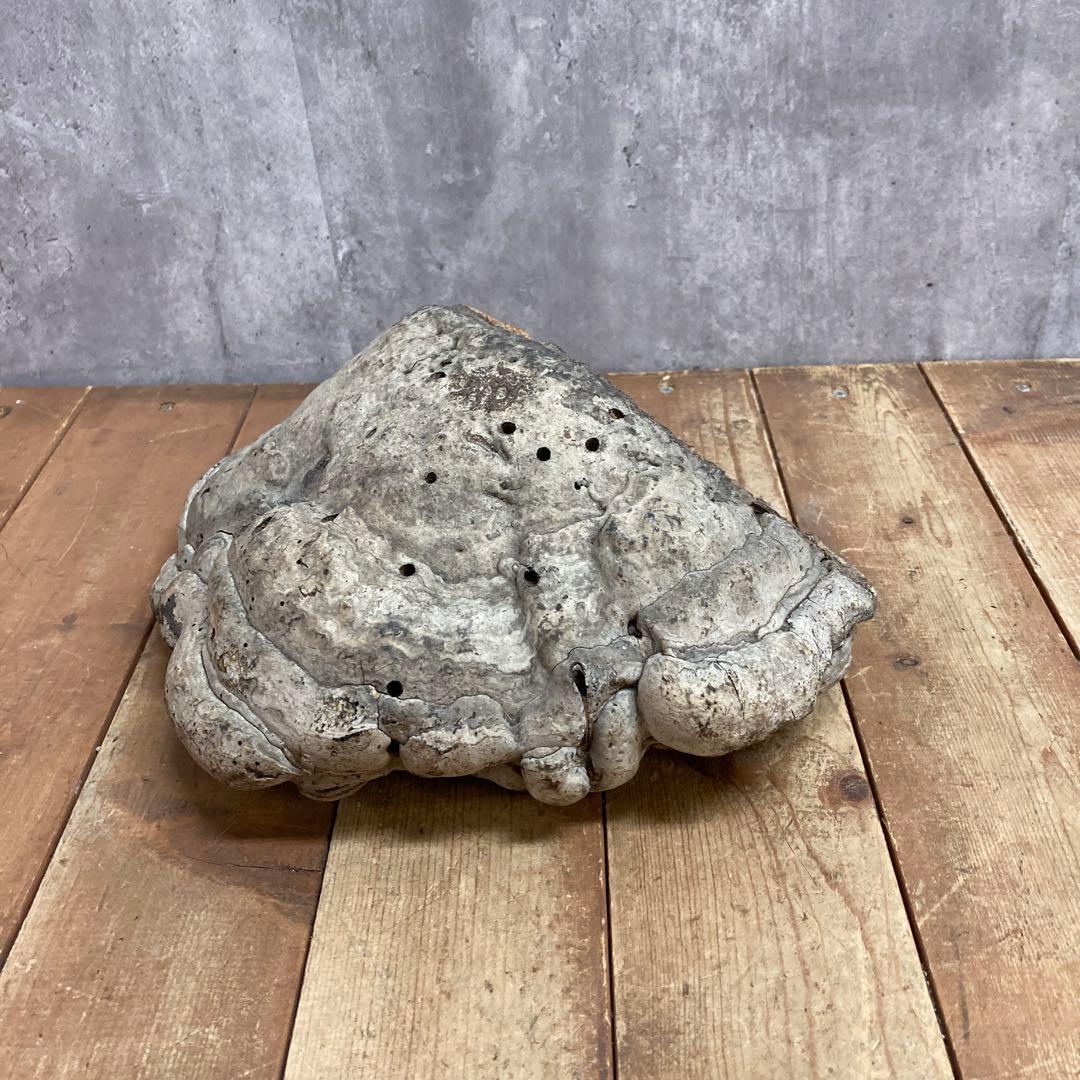 4階 【超特大・希少】天然 サルノコシカケ 霊芝 万年茸 置物 インテリア 骨董