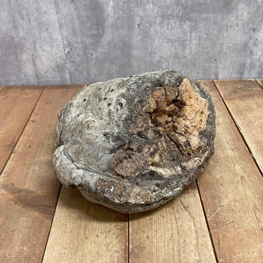 4階 【超特大・希少】天然 サルノコシカケ 霊芝 万年茸 置物 インテリア 骨董