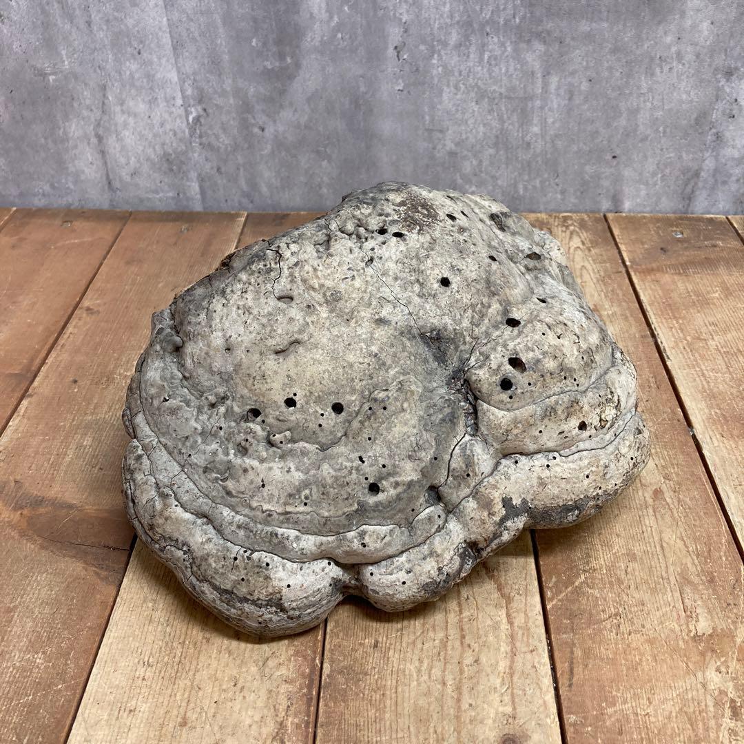 4階 【超特大・希少】天然 サルノコシカケ 霊芝 万年茸 置物 インテリア 骨董