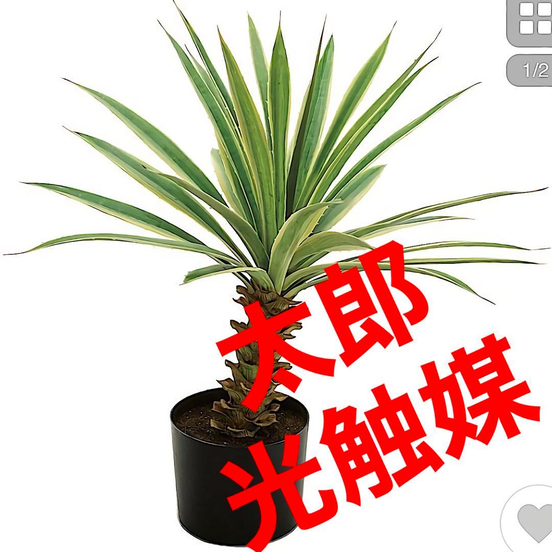 光触媒　人工観葉植物　ウォールグリーン　フェイクグリーン　フラワー　斑入りユッカ