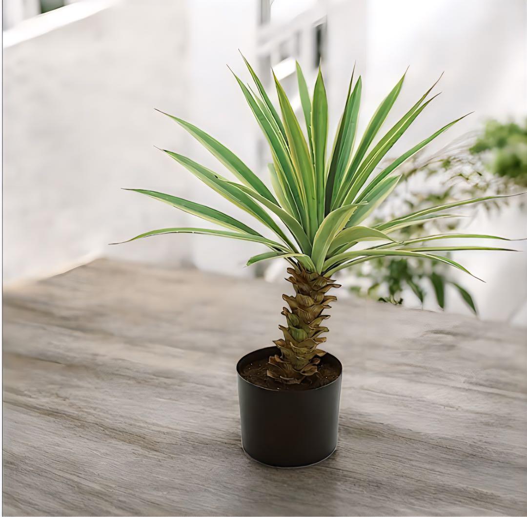 光触媒　人工観葉植物　ウォールグリーン　フェイクグリーン　フラワー　斑入りユッカ