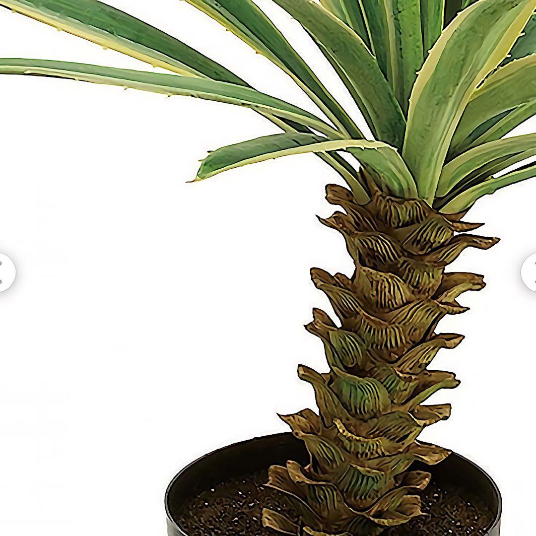 光触媒　人工観葉植物　ウォールグリーン　フェイクグリーン　フラワー　斑入りユッカ