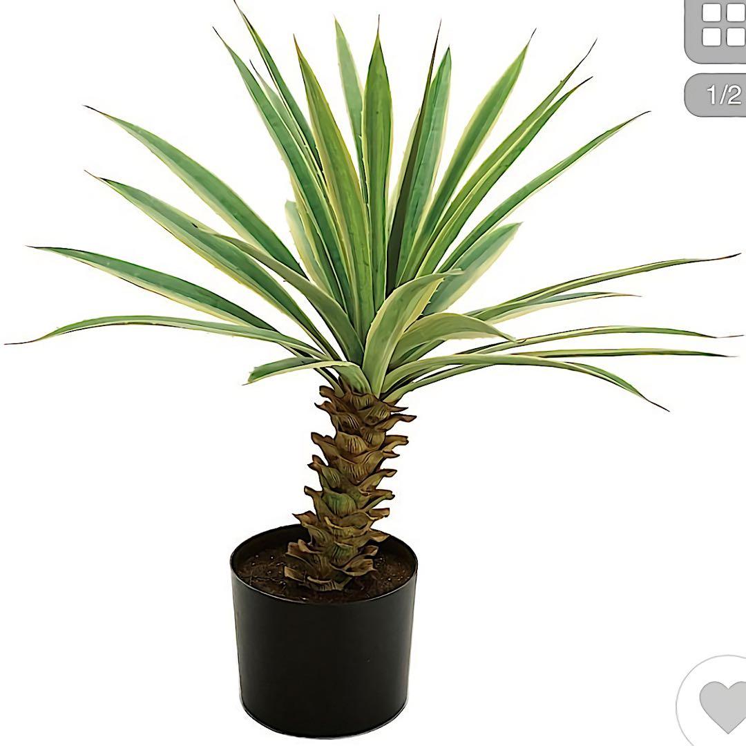 光触媒　人工観葉植物　ウォールグリーン　フェイクグリーン　フラワー　斑入りユッカ