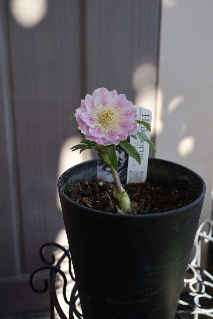 ♡広瀬園芸♡ 淡色ベビーピンク　ソレイユ系